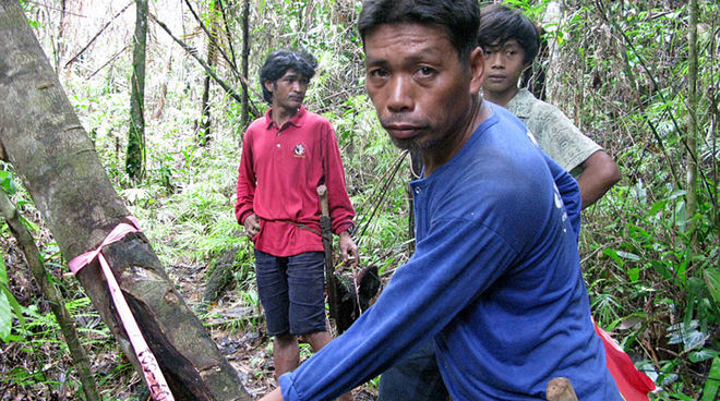 La empresa minera ya marcó árboles en la selva de los indígenas de Palawan