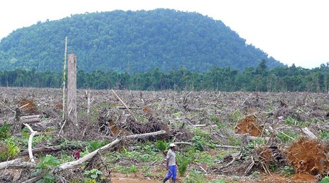 Deforestación para plantaciones de palma en Indonesia