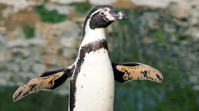 13.000 parejas de los pingüinos Humboldt, amenazados en el área marina de La Higuera – isla Chañaral in Chile Pingüino Humboldt