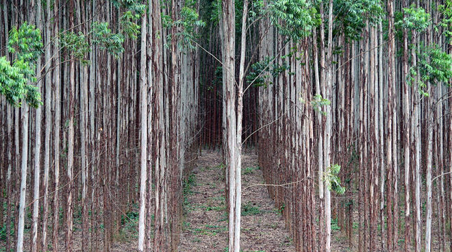 Maximizar los beneficios a costas de seres humanos y medio ambiente: plantaciones industriales de eucalipto en Brasil Eucaliptos monocultivo