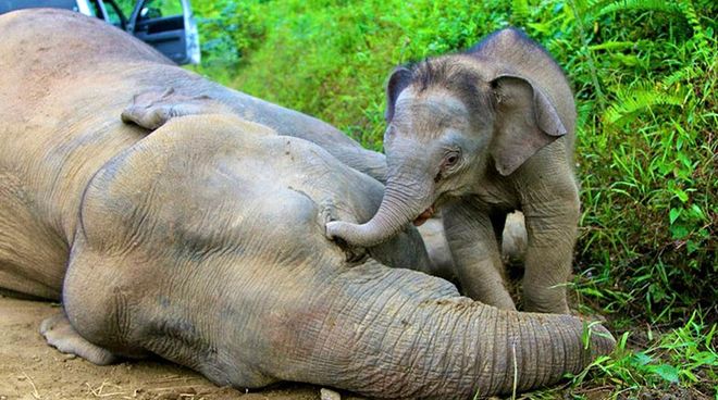 La cría de elefante intenta despertar a su madre Elefante bebé junto a elefante muerta