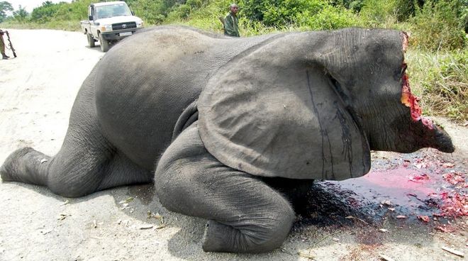 Recién cazado – Su marfil violentamente arrancado, probablemente traficado en la UE como “antiguo” Elefante cazado ilegalmente en el Parque Nacional Virunga con la cabeza destrozada para arrancarle violentamente el marfil