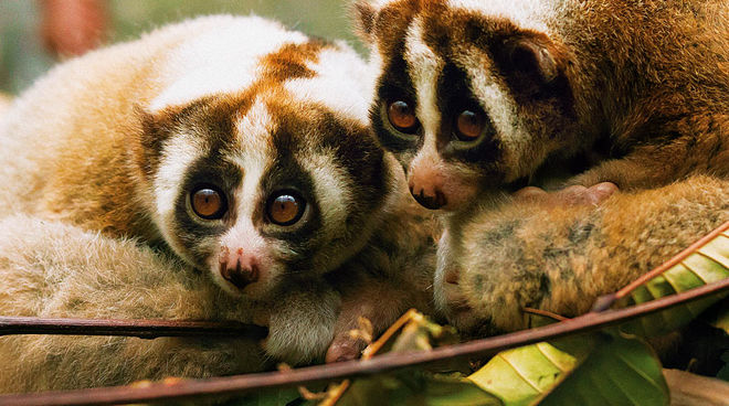 Nacidos para ser libres – loris (Foto: Julie O'Neill)