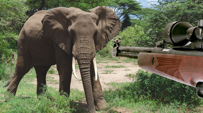 Elefantes, en la mira de los cazadores ilegales Elefante, caza ilegal