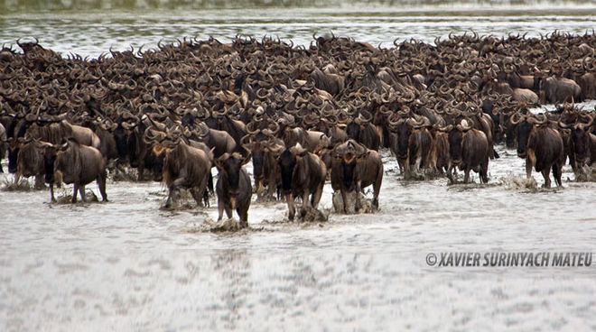 El Serengeti está amenazado