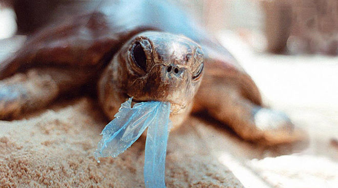 Photo: Ron Prendergast Tortuga come plástico