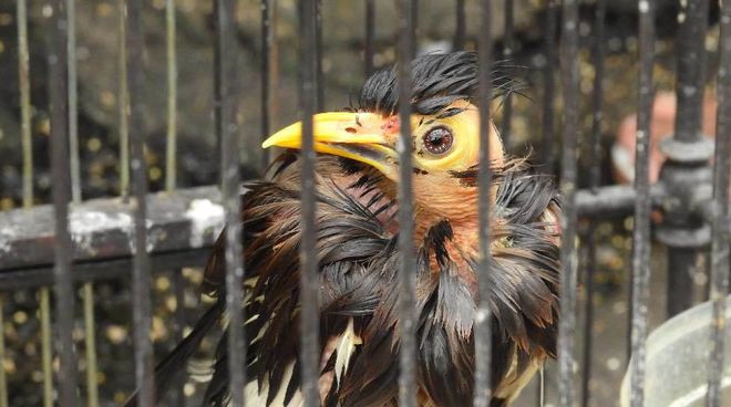 La comercialización de aves está significando la desaparición de algunas especies Ave enjaulada