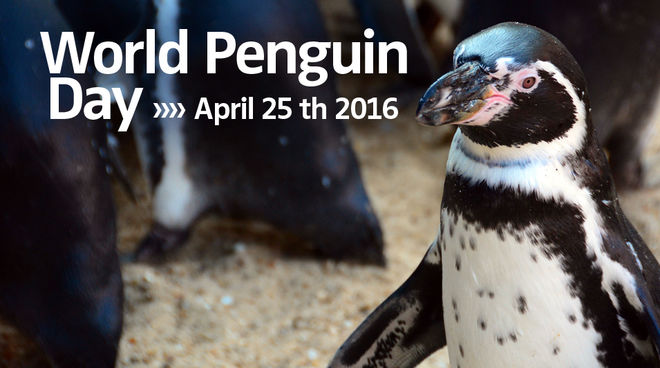 Aves poco comunes: los pingüinos Humboldt viven en la costa de Chile y Peru Pingüino Humboldt y Día Mundial del Pingüino