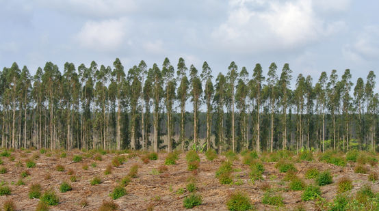 Plantación de eucalipto en Sudáfrica