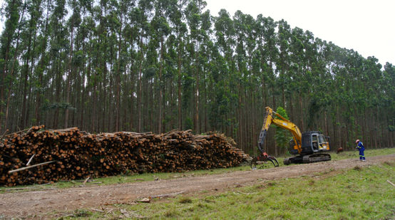 Monocultivo en Sudáfrica