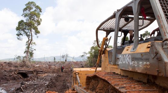 Bulldozer destruyen la selva