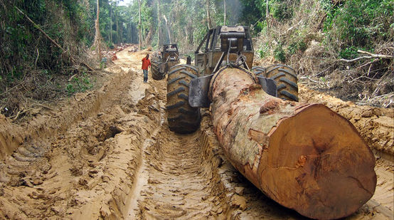 Maquinaria pesada remolca arboles talados en la selva