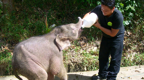 Elefante bebé recibe leche