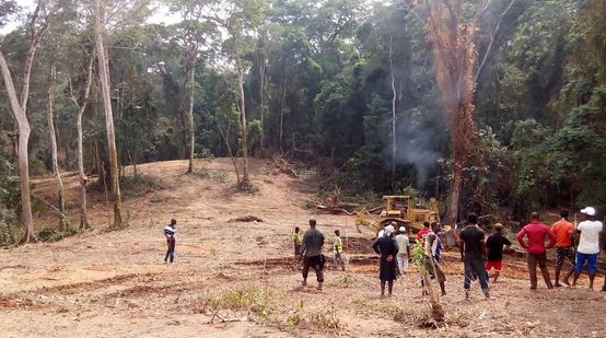 Maquinaria pesada derribando árboles en Cross River, Nigeria