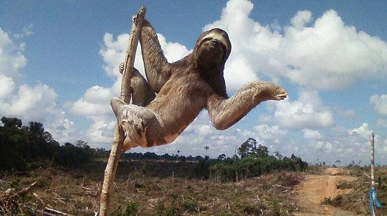 Perezoso en un área deforestada en Perú