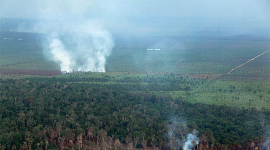 Bosque está siendo quemado y talado