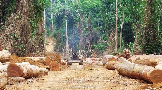 Ladrones de madera ante la selva deforestada