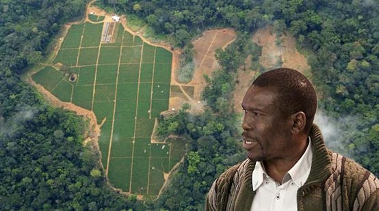Tala para el establecimiento de plantaciones de palma aceitera en Camerún