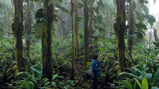 Bosque de niebla amenazado por proyecto minero