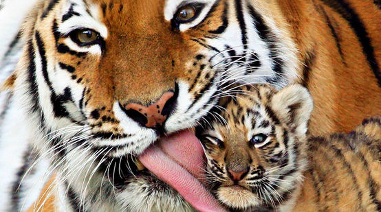 Mamá tigre con cría