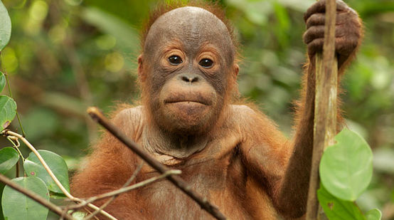 Orangután en la selva indonesia