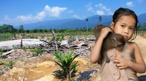 Bosque talado y plantación de palma en Filipinas