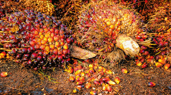 Fruto de la palma aceitera