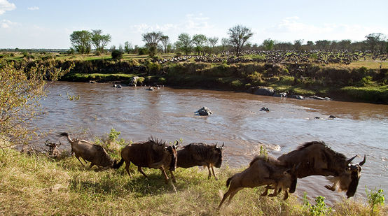 Ñus en el Serengeti