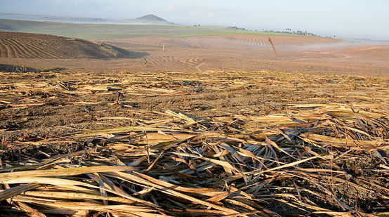 Caña de azúcar en Brasil