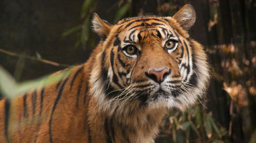 Leuser Tigre de Sumatra