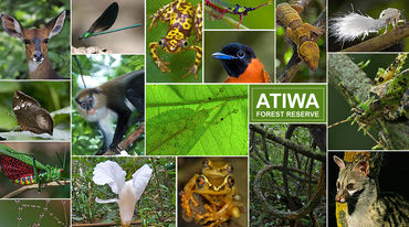 Diferentes especies animales de la selva tropical en Ghana