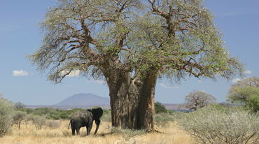 Elefante junto a un baobab en la savana