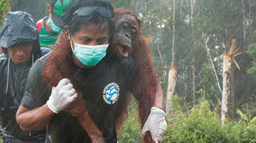 Rescate de un orangután tras la deforestación que acontece en Borneo