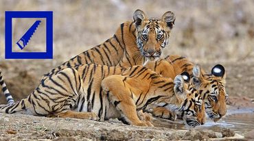 Tres tigres tomando agua en la India