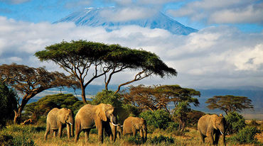 Elefantes ante el Kilimanjaro