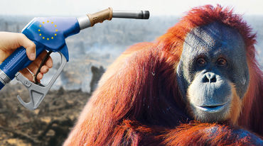 Orangutanes biocombustible
