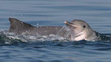Delfines de Guyana