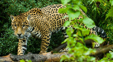 Jaguar en la selva