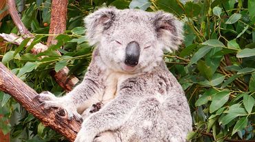 Koala Australia