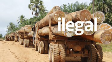 Tráfico de madera en Liberia
