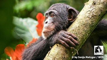 Chimpancé Liberia