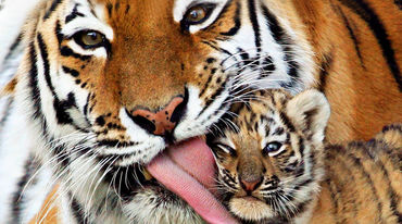 Mamá tigre con cría