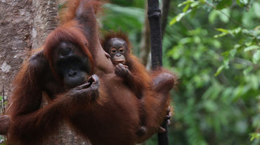 Dos orangutanes en el Parque Nacional Tanjung Puting en Indonesia