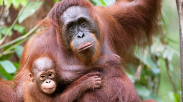 Orangutana y su bebé