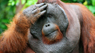 Grandes simios: queremos protegerles- imagen de orangután