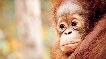 Orangután de cara triste