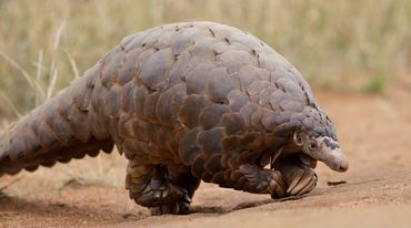 Pangolin