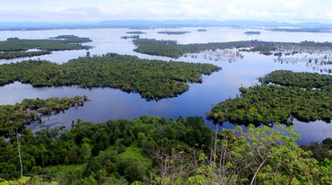 Paisaje de Manglar