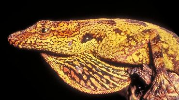 Reptil