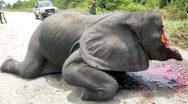 Elefante cazado ilegalmente en el Parque Nacional Virunga con la cabeza destrozada para arrancarle violentamente el marfil
